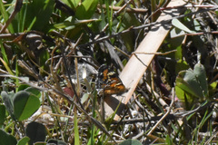 Phyciodes phaon phaon