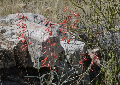 Image of Penstemon subulatus by (c) Fluff Berger, some rights reserved (CC BY-SA)