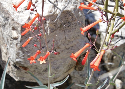Image of Penstemon subulatus by (c) Fluff Berger, some rights reserved (CC BY-SA)