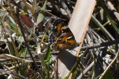 Phyciodes phaon phaon