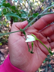 Rhinacanthus