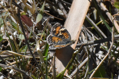 Phyciodes phaon phaon