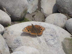 Junonia genoveva