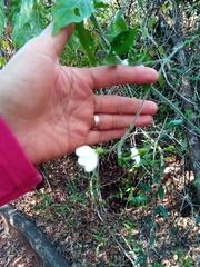 Rhinacanthus