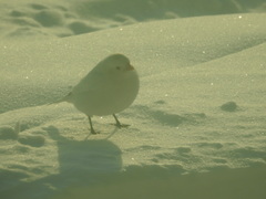 Plectrophenax hyperboreus