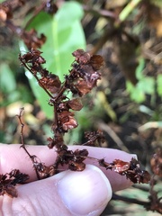 Rumex skottsbergii