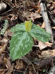 Trillium luteum