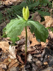 Trillium luteum