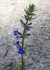 Stemodia durantifolia