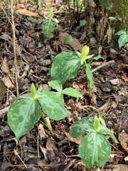 Trillium luteum