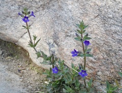 Stemodia durantifolia