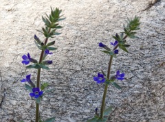 Stemodia durantifolia