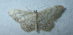 Idaea moniliata