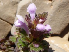 Lamium garganicum