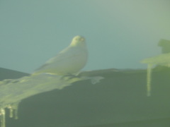 Plectrophenax hyperboreus
