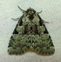 Leuconycta lepidula