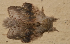 Stauropus alternus