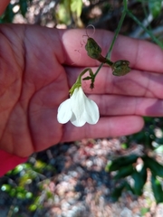 Rhinacanthus