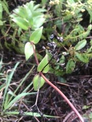 Kadua centranthoides