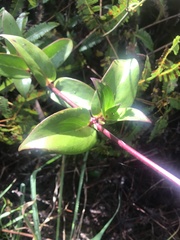 Kadua centranthoides