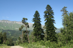 Abies nordmanniana