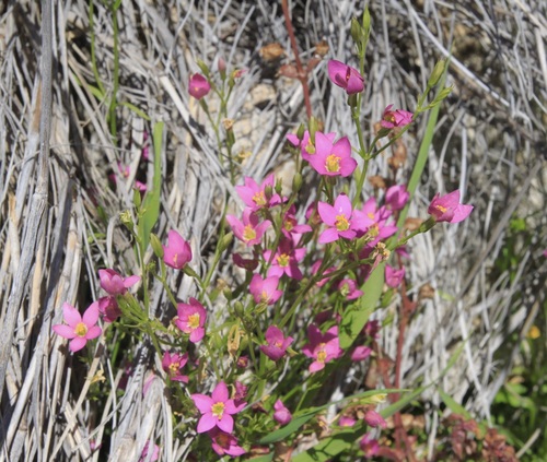 Image of Zeltnera arizonica by (c) Fluff Berger, some rights reserved (CC BY-SA)