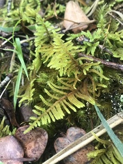 Hypnum plumaeforme