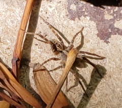 Lycosinae