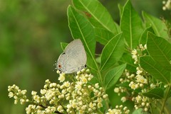 Strephonota tephraeus