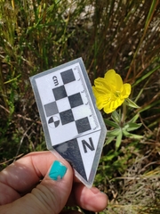 Oenothera