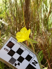 Oenothera