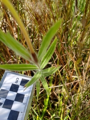 Oenothera