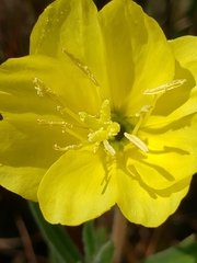 Oenothera