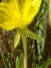 Oenothera