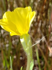 Oenothera