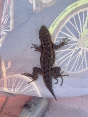 Sceloporus spinosus