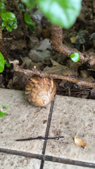 Lissachatina fulica
