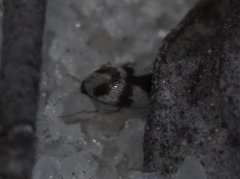 Squamanotoxus elegans