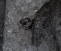 Squamanotoxus elegans