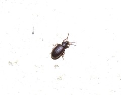Anaedus