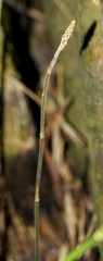 Erythrodes