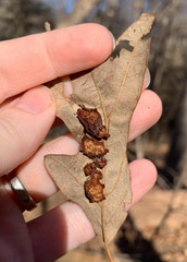 Polystepha symmetrica