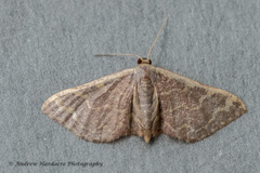 Idaea costiguttata