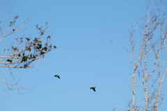 Amazona albifrons