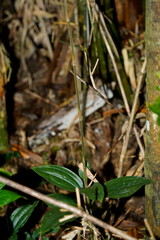Erythrodes