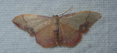 Idaea ostrinaria