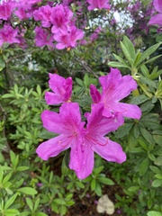 Rhododendron pulchrum phoeniceum