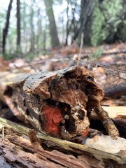 Scytalidium cuboideum