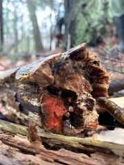 Scytalidium cuboideum