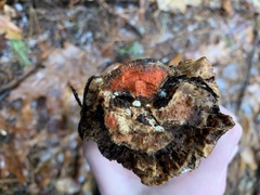 Scytalidium cuboideum